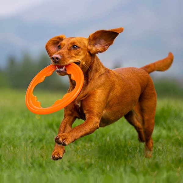 BIONIC Toss-N-Tug Turbo Ring Dog Toy Online Sale